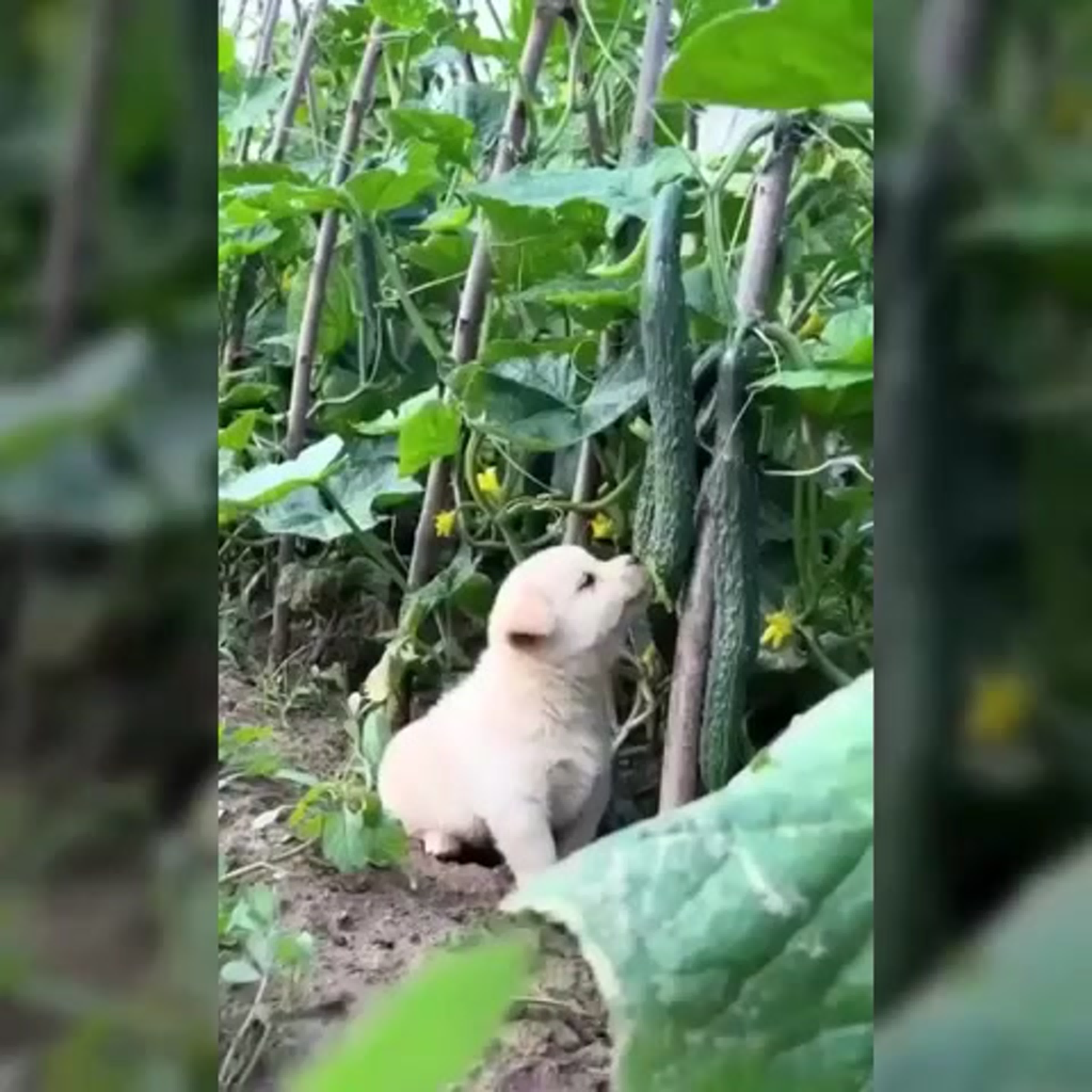 anastasiajust слив.