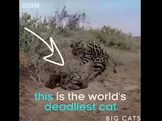 The worlds deadliest feline is the size of a domestic house cat #cat #black #footed #cat #felidae