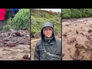 Показываю красоты новой зеландии christmas summer new zealand новогоднее лето новая зеландия