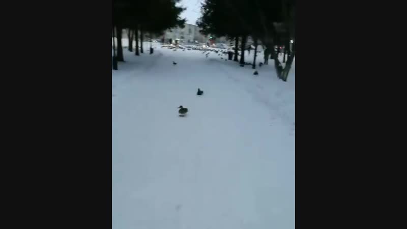 Утки porn video – Утки