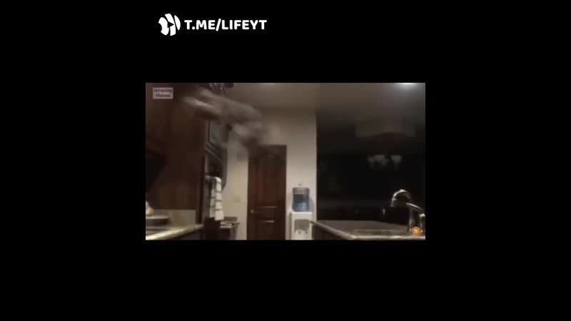Котики делают уииии!