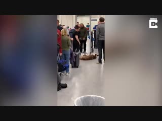 Grumpy pooch refuses to go through airport security