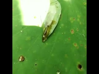 Shrimp isolated in a water droplet