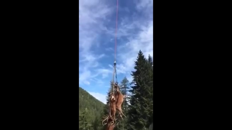 Китайцы в горном алтае уничтожают оленей промышленными масштабами