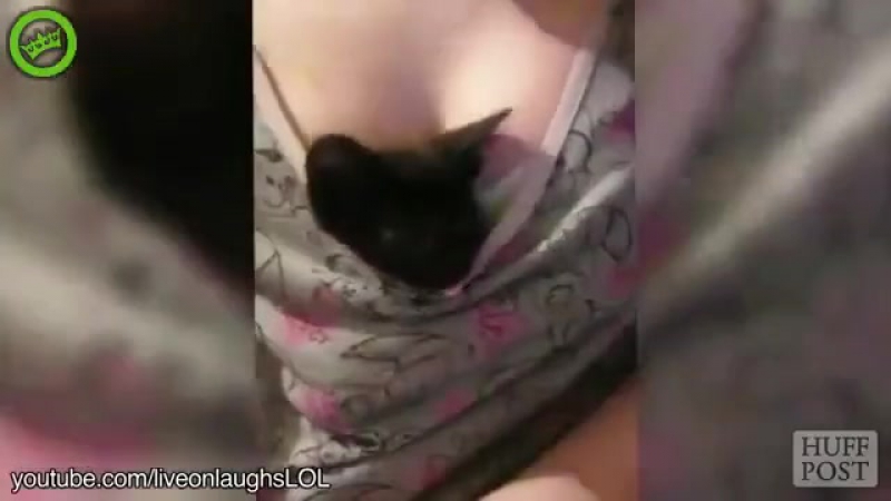 İşini bilen kediler / smart cats