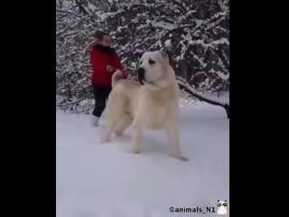 И, зачем она натягивает поводок моня подумать, что она его удержит!