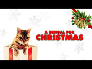 Бенгальская кошка на рождество (2023) a bengal for christmas