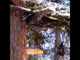 Hunting in siberia 20201103 1 mp4