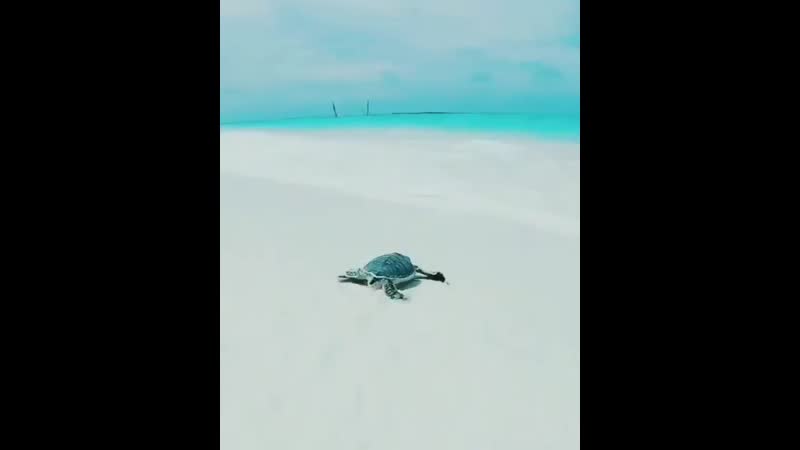 Життя морської черепахи