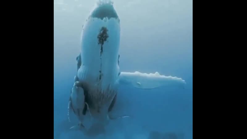 Мама кит и её маленький детёныш