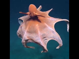 Осьминог танцует