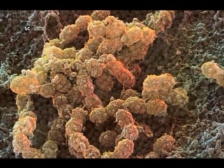 Существа внутри нас (discovery, 2010)