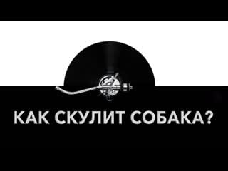 Как скулит молодые звук скулящей секс и какие звуки издает