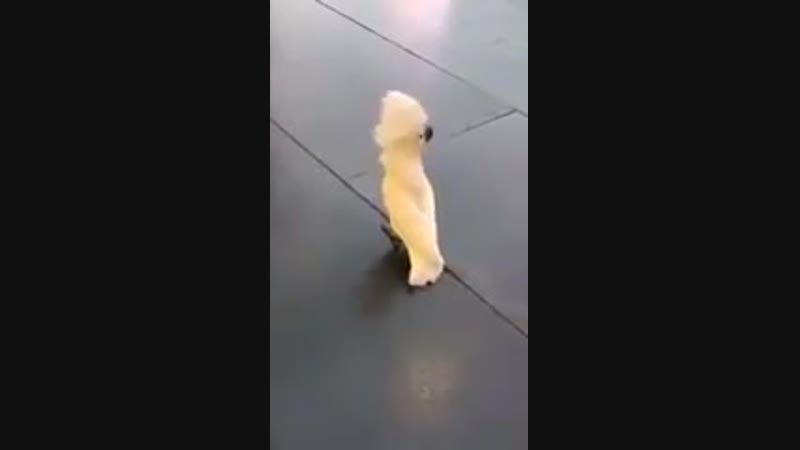 Woof porn video – Woof