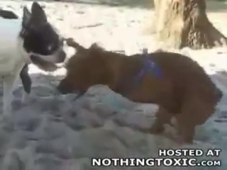 Пёс гей ананист