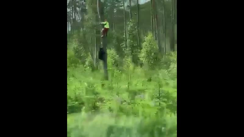 Застрял на дереве