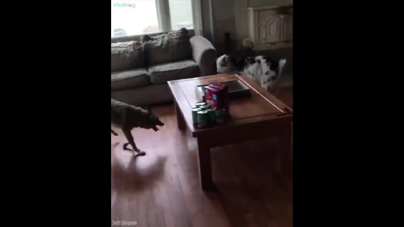 Койот и козёл