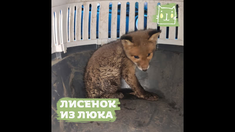 В ломоносове лисенка спасли из четырехметрового колодца