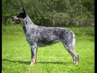 Big jupiter carpathian dingo 12month