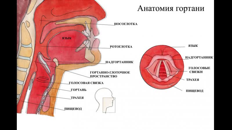 Видеоатлас анатомии гортань