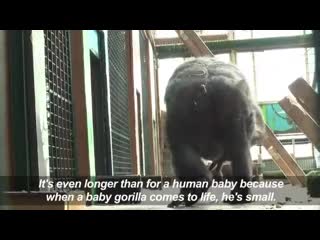 Video french porn welcomes first baby gorilla born in 18 years