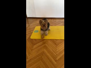 Mashapangan post live loader 425 mp4