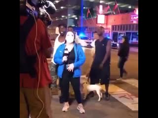 #scummedia #notprotests rioters stole this little puppy from a rescue yard and porn it live on tv in memphis