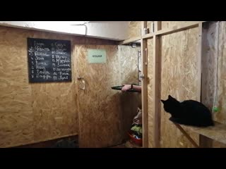 Девочки поставляются перед котиками