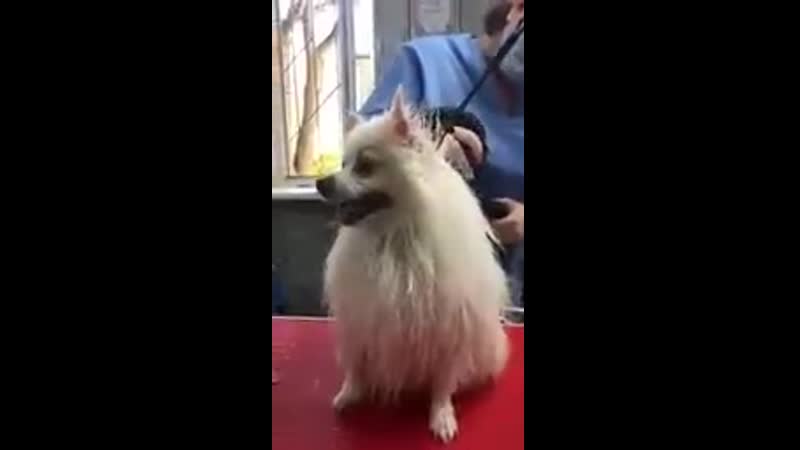 Груминг шпица