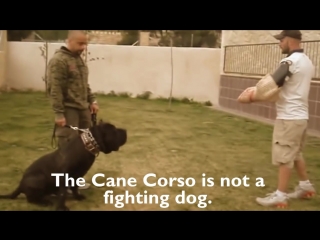 Cane corso great italian mastiff highlights