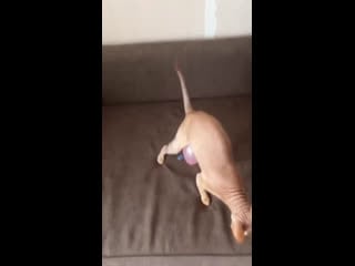 Мемы с котами