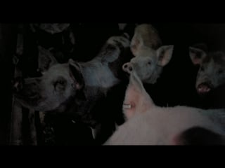 Pigs 1972 / daddy’s deadly darling / horror farm / the 13th pig / свиньи hd 720 eng+(eng sub)