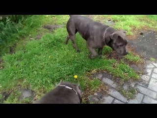 My xxl pitbulls all playing together no fight