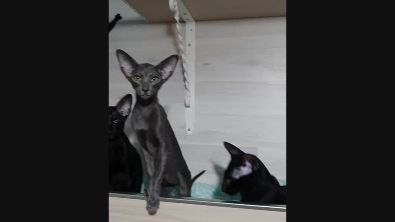 Кошечка osha