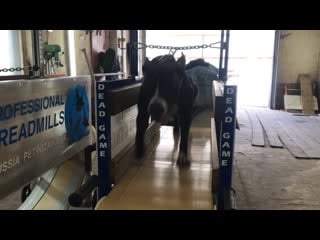 Девочки бегут