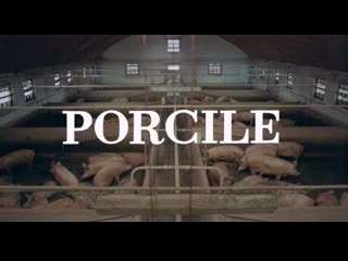 Свинарник / porcile / pigsty (1969) dir pier paolo pasolini [1080p] (eng sub)