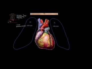 Познакомьтесь с сердцем!