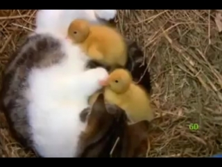 A couple is surprised to find that a cat on their family farm has adopted ducklings