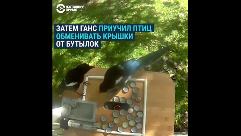 Швед научил птиц собирать мусор