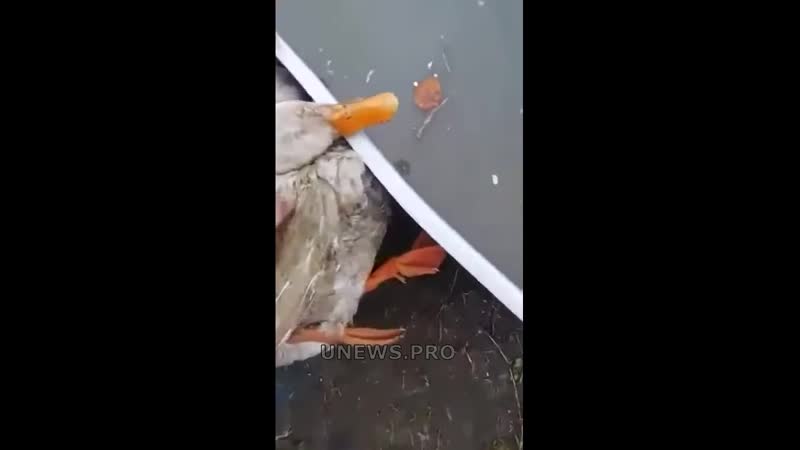 Пьяные утки