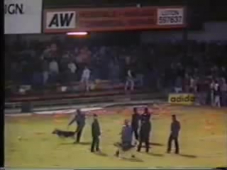 Millwall luton fans fight in stadium