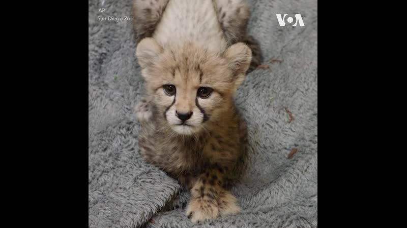 Выходить детеныша гепарда