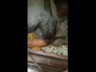 Video 20191120 113026 mp4