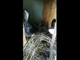 Мамочки с крольчатами кушают свежее сено