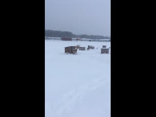 Live тёплая лапа ирбиса