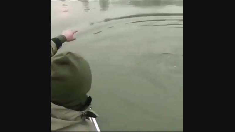 Вываживание большого сома