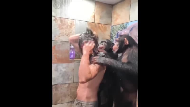 Шимпанзе помогают мыться