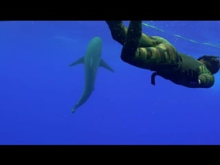 Freediving with sharks in middle of ocean
