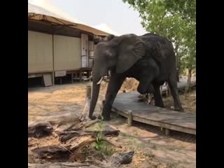 Young bull elephant politely stepping over a walkway at a nature preserve