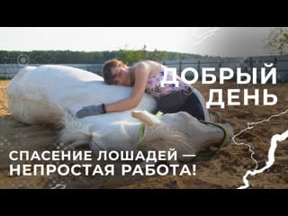 Спасение лошадей непростая работа!